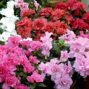 Art. AZALEA MIX VASO MEDIA