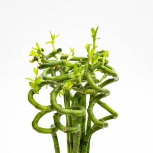 Art. BAMBOO LUCKY SPIRALE 50cm