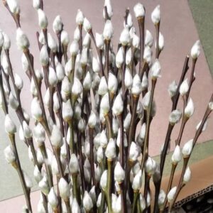 Art. SALIX
