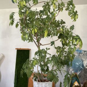 Art. SCHEFFLERA VARIEGATA  VASO DIAM 40