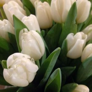 Art. TULIPANI BIANCHI
