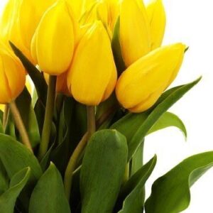 Art. TULIPANI GIALLI