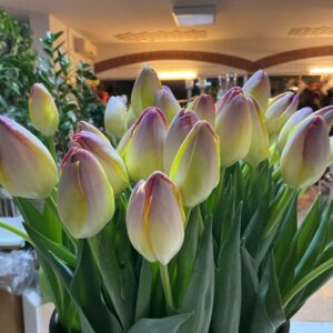 Art. TULIPANI GIALLO VIOLA
