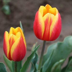 Art. TULIPANI ROSSO GIALLO