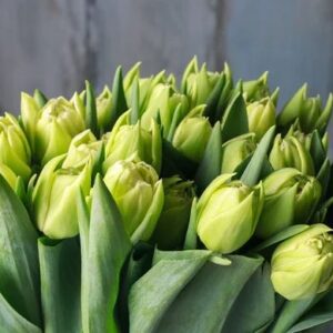 Art. TULIPANI VERDI