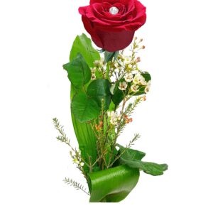 Art. UNA ROSA CONFEZIONATA