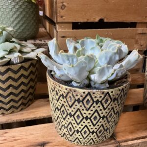 Art. VASO SUCCULENTE DIAM 18
