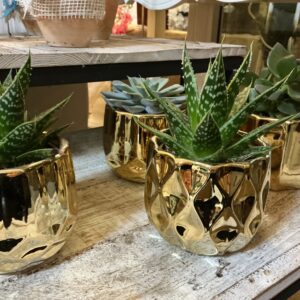 Art. VASO SUCCULENTE DIAM. 10