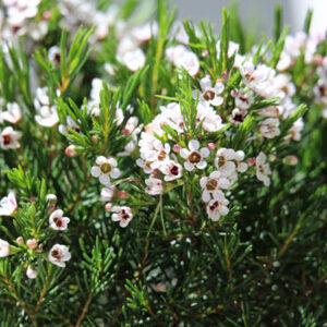 Art. WAXFLOWER