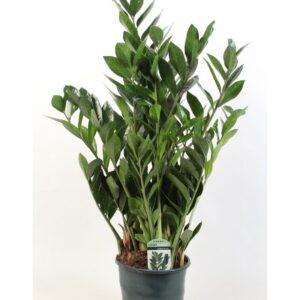 Art. ZAMIOCULCAS DIAM 30