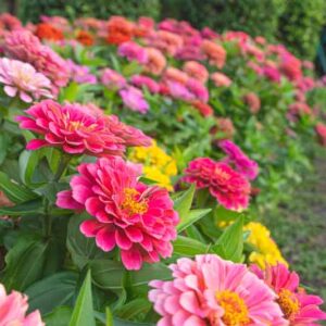 Art. ZINNIA MIX