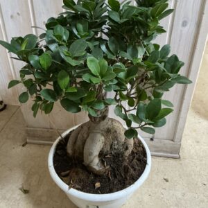 Art. BONSAI FICUS GINGSENG DIAM 30