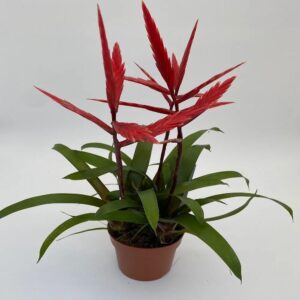 Art. BROMELIA DIAM 12