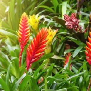 Art. BROMELIA DIAM 12 VASO CERAMICA