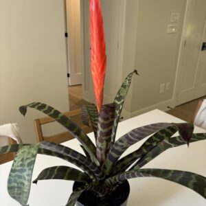Art. BROMELIA DIAM 18
