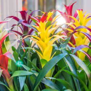 Art. BROMELIA MIX