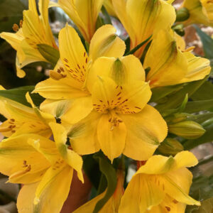 Art. ALSTROMERIA GIALLA