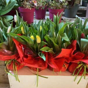 Art. BULBO BOUQUET MIX