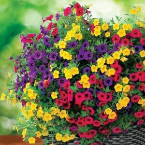 Art. CALIBRACHOA MIX