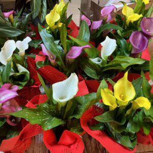 Art. CALLA MEDIUM MIX VASO 18
