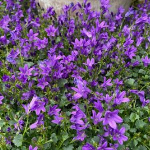 Art. CAMPANULA