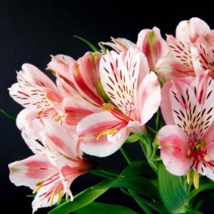 Art. ALSTROMERIA ROSA
