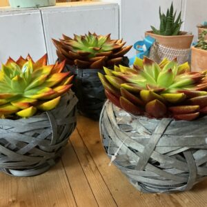Art. CESTINO SUCCULENTE