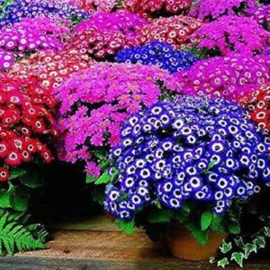 Art. CINERARIA MIX