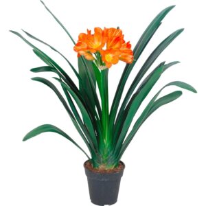 Art. CLIVIA DIAM 12
