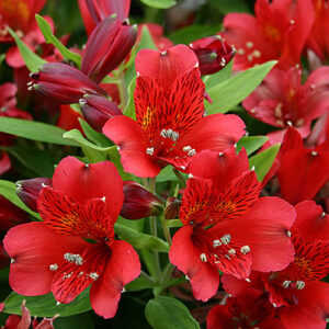 Art. ALSTROMERIA ROSSA