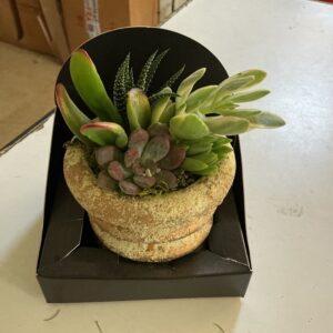 Art. COMPOSIZIONE SUCCULENTE