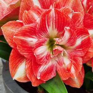 Art. AMARILLIS RECISI BIANCO/ROSSO