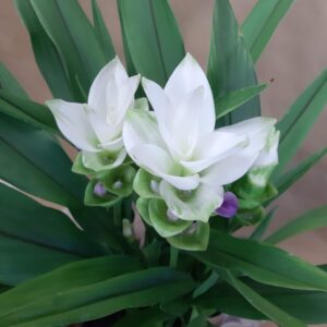 Art. CURCUMA RECISA BIANCA