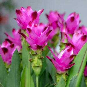Art. CURCUMA RECISA FUCSIA