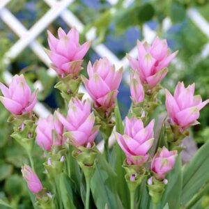 Art. CURCUMA RECISA ROSA