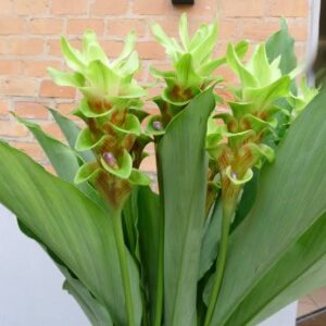 Art. CURCUMA RECISA VERDE