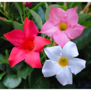 Art. DIPLADENIA MIX