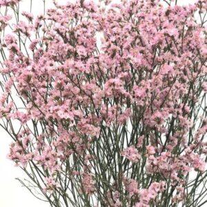Art. LIMONIUM ROSA