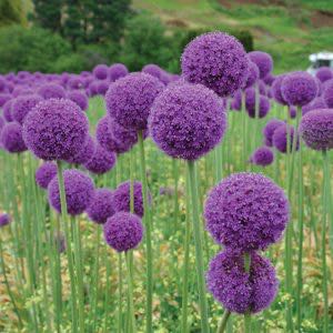 Art. ALLIUM