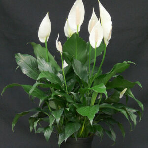 Art. SPARTIPHILIUM BIANCO GRANDE