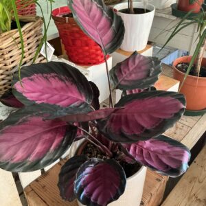 Art. CALATHEA DIAM 18 CRIMSON