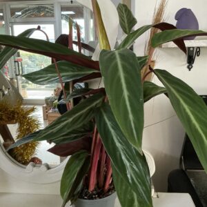 Art. CALATHEA DIAM 18
