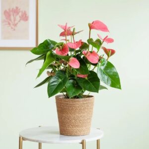 Art. ANTURIUM ROsa DIAM 20