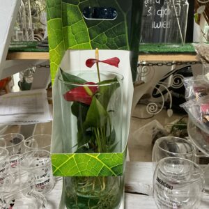 Art. ANTURIUM VASO IN VETRO IDROCOLTURA