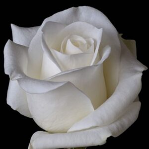 Art. A. ROSE BIANCHE
