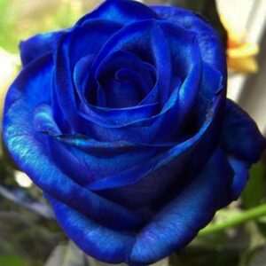 Art. A. ROSE BLU