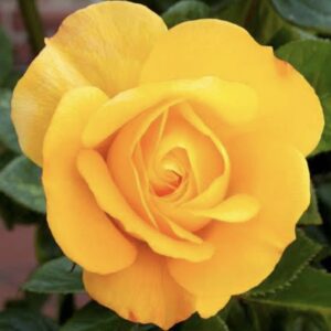 Art. A. ROSE GIALLE