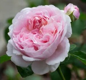 Art. A. ROSE INGLESI RAMIFICATE ROSA