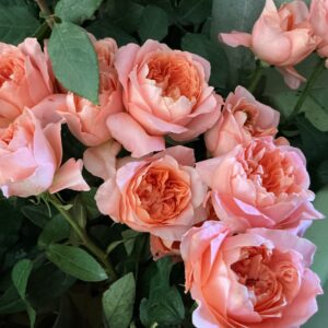 Art. A. ROSE INGLESI SALMONE