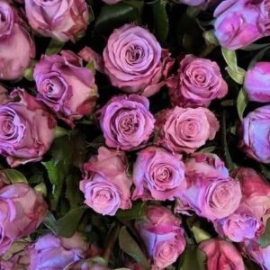 Art. A. ROSE LILLA